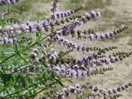 Krause menta - , piperita