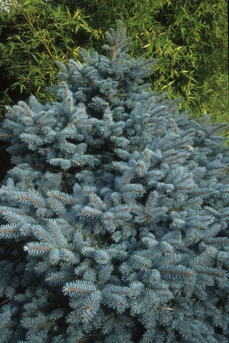Semi abete rosso picea - 25,