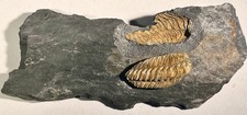 Trilobite Salteriocoryphe