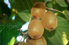 Kiwi "Actinidia deliciosa Jenny" pianta autofertile in vaso ø11 cm
