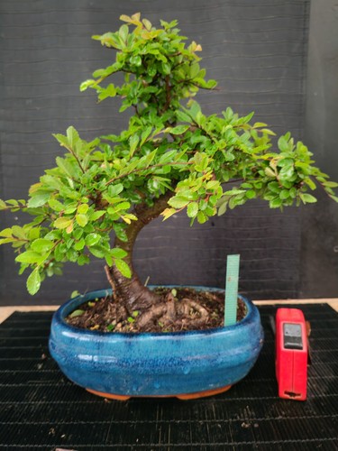 Bonsai olmo cinese h - ,