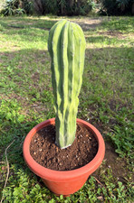 POLASKIA CHICHIPE CRESTATA -