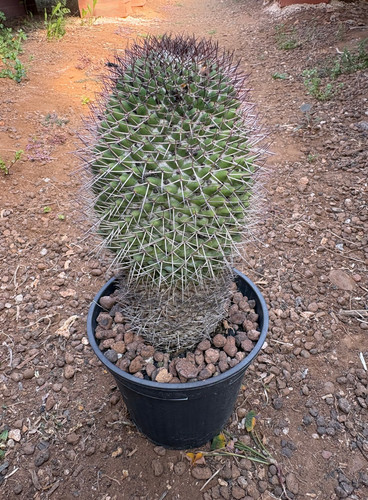 Mammillaria mystax cactus - mystax,