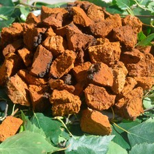 Pezzi di Chaga raccolti in natura fino a 5 cm/Perfetti per tè - Spedizione gratuita