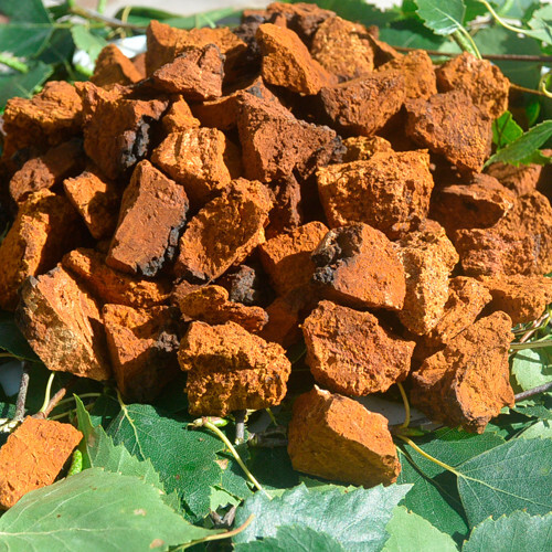 Pezzi chaga raccolti - pezzi,