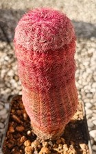 Echinocereus rigidissimus v. rubrispinus Pot10
