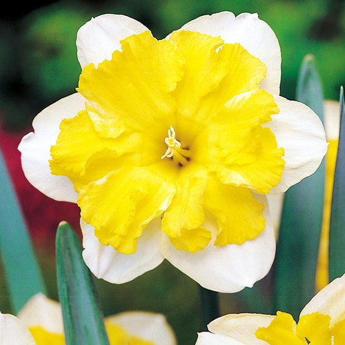 Narcisi bulbi fiori cipolle - narcisi,
