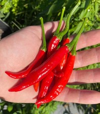 10 SEMI DI PEPERONCINO