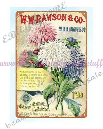 1899 piante aster bulbi - piante,