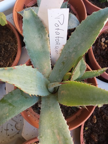Agave potatorum pianta - 1,