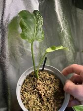 Monstera Contorta ocean mint Variegated !EXACT PLANT