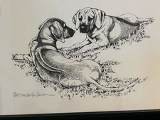 Rhodesianridgeback puppies - rhodesianridgeback,