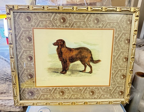 Setter irlandese vintage - , o