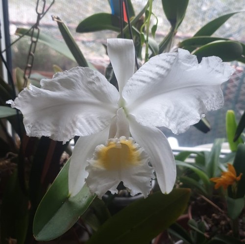 Cattleya lueddemaniana per