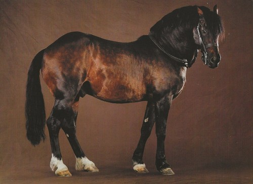 Cartolina cavallo gallese cob - cavallo,