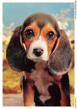 ATAP9-0642-CANE - Cucciolo Di Beagle