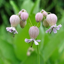 Stridolo/Silene/Carletti – 30 Semi – Pianta Alta 20cm, Foglie Dentellate, Crude