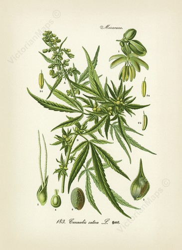 Antica stampa botanica