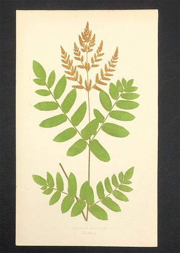 Felci botaniche inglesi - felci,