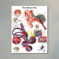 Grande poster carta anatomia - poster, e