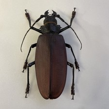 Entomologia * Celeoptera *