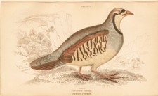 STARNA O  PERDIX,  di  JARDINE