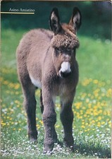 Cartolina Asino Amiatino Maremma Toscana Somaro viaggiata