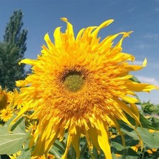 Girasole Astro Sole ,50 semi Gigante Con numerosi fiori, Colora il tuo giardino