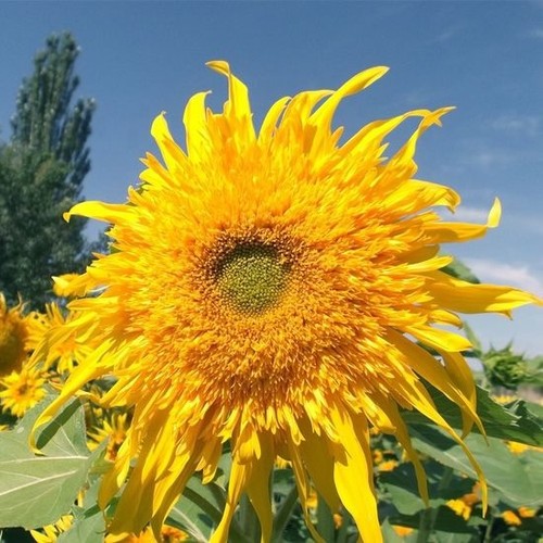 Girasole astro sole - ,50, semi