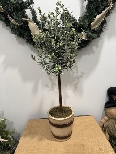 Albero topiario ulivo