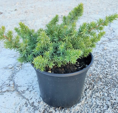 Juniperus blu pacific - blu,