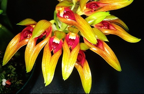 Bulbophyllum graveolens