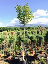 Ligustro Ligustrum japonicum