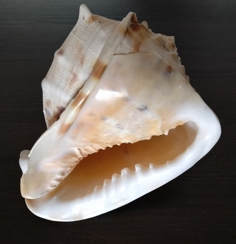 Conchiglia mare naturale - mare,