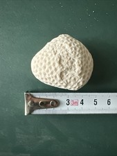 Corallo Bianco Fossile (Cervello) 5cm Circa
