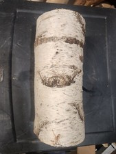 Tronco di betulla bianco