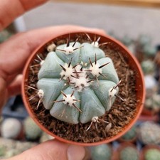 Echinocactus Horizonthalonius