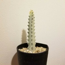 12CM Succulent Cactus Plant