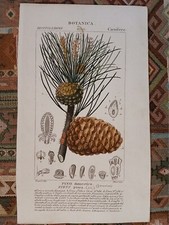 botanica PINO DOMESTICO /