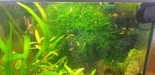 Muschio per acquario 10x5