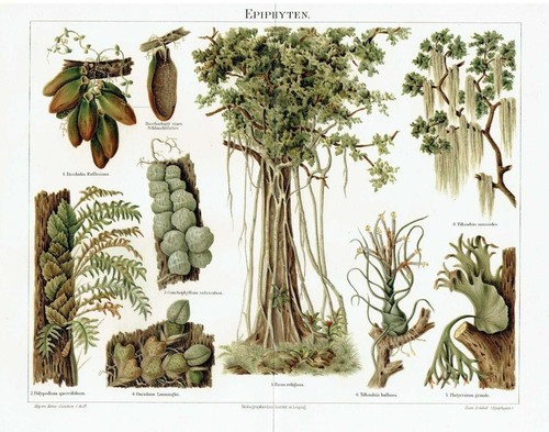 Epifite felci ficus - felci,
