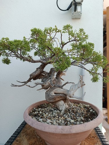 Bonsai ginepro - bonsai,