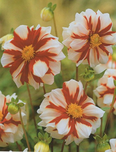 Mignon dahlien fuoco - dahlien, e