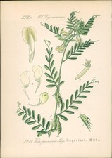 Chromolithographie 