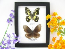 2 farfalle vere, imbottite