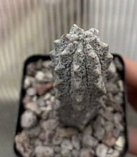 🌵 Cod02 Euphorbia