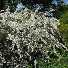 Deutzia gracilis nikko è - gracilis,