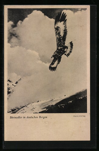 Aquila reale volo - aquila, in