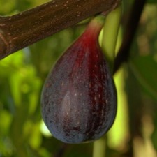 Pianta fico melanzana in - melanzana,