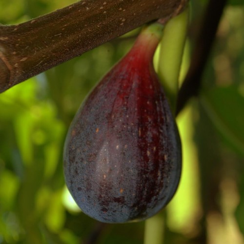 Pianta fico melanzana - fico, in